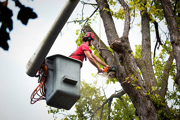 Best Tree Trimming and Pruning  in Aberdeen, IN